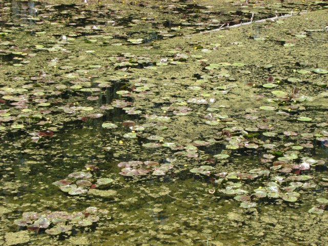 Lily Pond